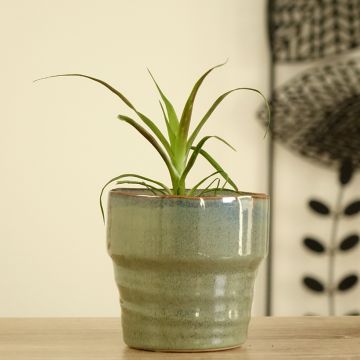 Guzmania Calypso - Bromelia