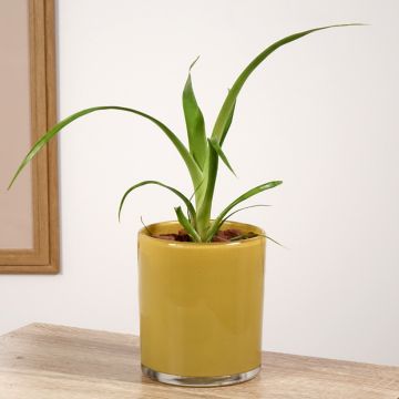 Guzmania Filou - Luchtbromelia