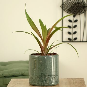 Guzmania Limones - Luchtbromelia