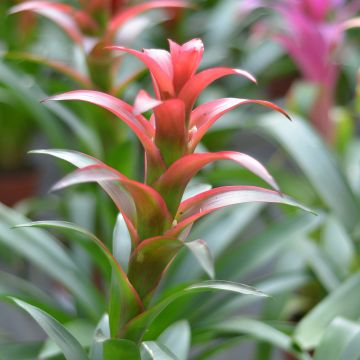 Guzmania Melissa - Bromelia
