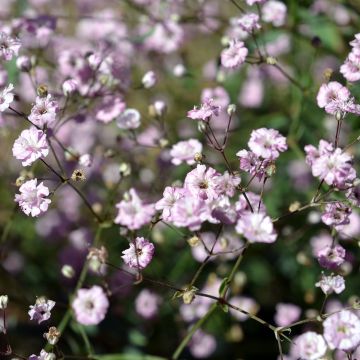 Gypsophila paniculata Festival Pink Lady - Bruidssluier