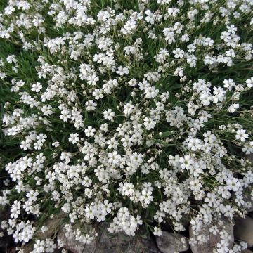 Gypsophila repens White Angel - Kruipend gipskruid