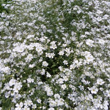 Gypsophila elegans Covent Garden (zaad) - Gipskruid