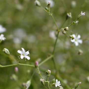 Gypsophila pacifica - Gipskruid