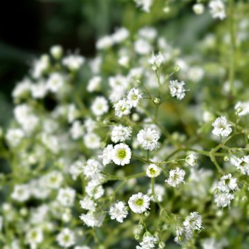 Gypsophila paniculata Snow Flake - Bruidssluier