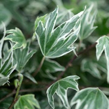Hedera White Ripple - Klimop