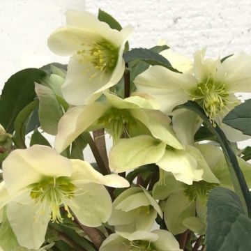 Helleborus ericsmithii Scrat Ice - nieskruid