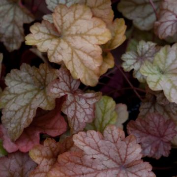 Heuchera Vienna - Purperklokje