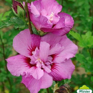 Hibiscus syriacus Eruption - Tuinhibiscus