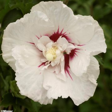 Hibiscus syriacus French Point - Tuinhibiscus