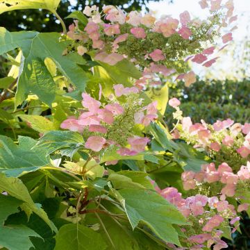 Hydrangea quercifolia Back Porch - Eikenbladhortensia