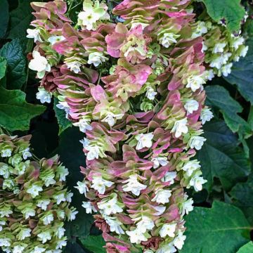 Hydrangea quercifolia Snowcicle - Eikenbladhortensia