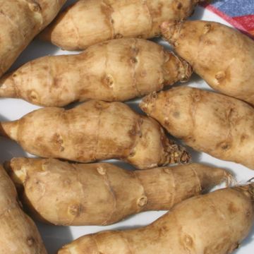 Zonnewortel - Helianthus strumosus