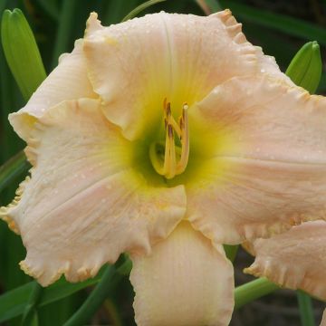 Hemerocallis Bel Air Dawn - Daglelie