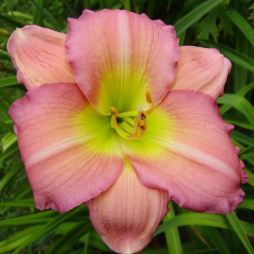 Hemerocallis Ben Norvell - Daglelie
