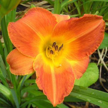 Hemerocallis Bittersweet Holiday - Daglelie
