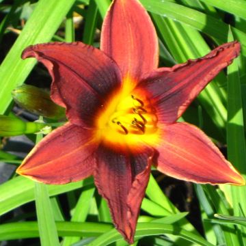 Hemerocallis Black Prince - Daglelie