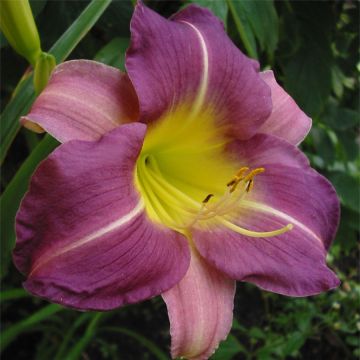 Hemerocallis Blue Sheen - Daglelie