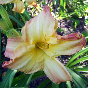 Hemerocallis Boom Town - Daglelie