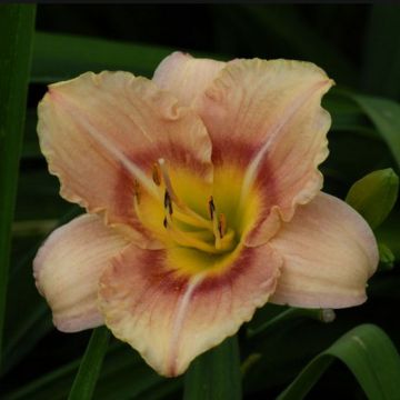 Hemerocallis Buffy s Doll - Daglelie