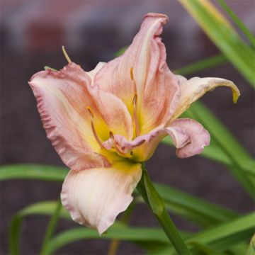 Hemerocallis Cindy Marie - Daglelie