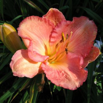 Hemerocallis Dancing Shiva - Daglelie