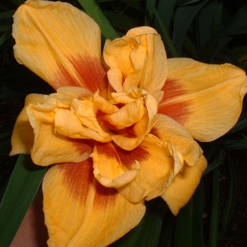 Hemerocallis Double Bold One - Daglelie