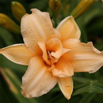 Hemerocallis Double Entendre - Daglelie