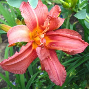 Hemerocallis Double Glamour - Daglelie