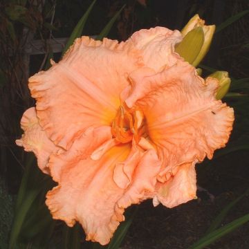 Hemerocallis Elisabeth Salter - Daglelie