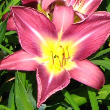 Hemerocallis Lavender Deal - Daglelie