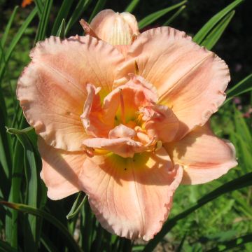 Hemerocallis Siloam Double Classic - Daglelie
