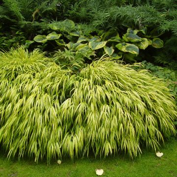 Hakonechloa macra Aureola - Japans berggras