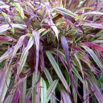 Hakonechloa macra Naomi - Japans berggras