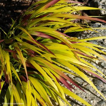 Hakonechloa macra Sunflare - Japans berggras