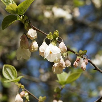 Halesia carolina UConn - Sneeuwklokjesboom
