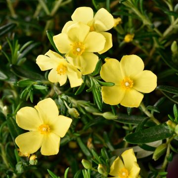 Halimium commutatum - Zonneroosje