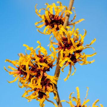 Hamamelis Orange Beauty - Toverhazelaar