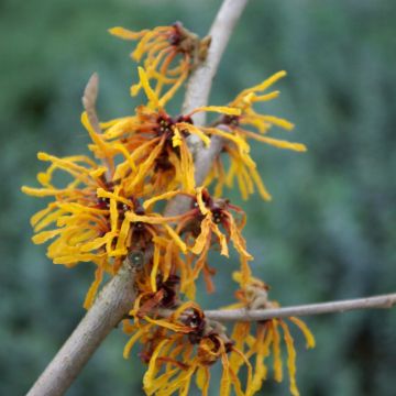 Hamamelis Orange Peel - Toverhazelaar