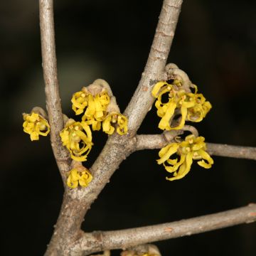 Hamamelis japonica Zuccariniana - Japanse toverhazelaar