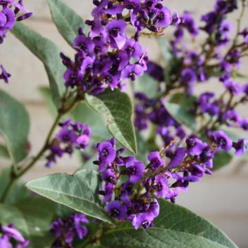 Hardenbergia violacea Regent - Valse sarsparilla