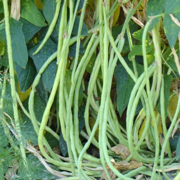 Kousenband Dolico del Metro