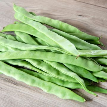 Stamsnijboon Sorial - Vilmorin (zaad)