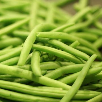 Struikboon Soliman BIO - Ferme de Sainte Marthe