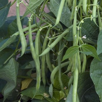 Stamslaboon Mascotte - Vilmorin