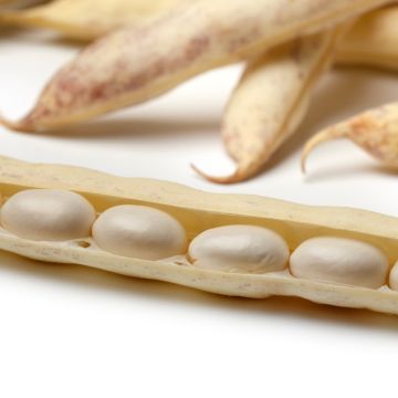 Stamdroogboon Cocagne