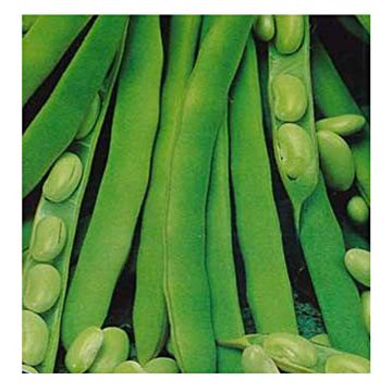 Stamslaboon Verdelys