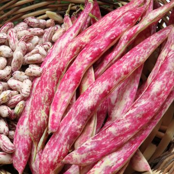 Stamkievitsboon Flambo