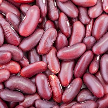 Stamdroogboon Canadian Wonder (jonge planten in perspotjes)