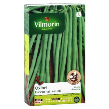 Naaldboon Oxinel - Vilmorin